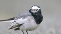 Masked Wagtail