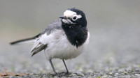Masked Wagtail, Camrose, Pembrokeshire, December 2016