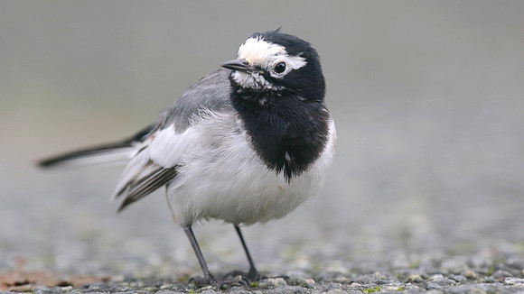 Masked Wagtail, Camrose, Pembrokeshire, December 2016