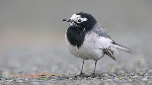 Masked Wagtail, Camrose, Pembrokeshire, December 2016