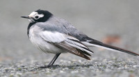 Masked Wagtail, Camrose, Pembrokeshire, December 2016