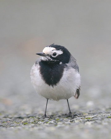 Masked Wagtail, Camrose, Pembrokeshire, December 2016