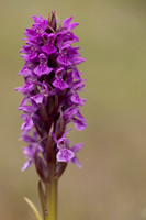 Souhern Marsh-orchid, Kenfig, June 2024