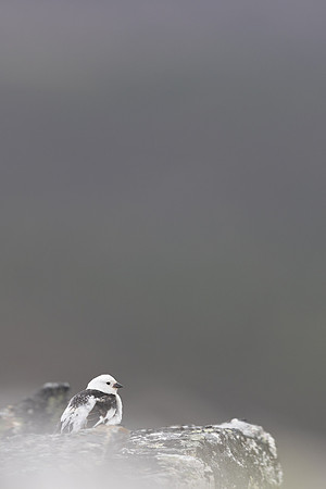 Snow Bunting, Mount Ailikas, Finland, June 2025