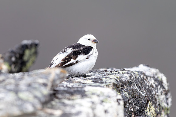 Snow Bunting, Mount Ailikas, Finland, June 2025