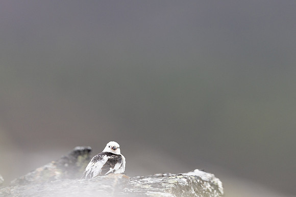 Snow Bunting, Mount Ailikas, Finland, June 2025