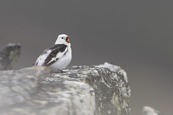 Snow Bunting, Mount Ailikas, Finland, June 2025