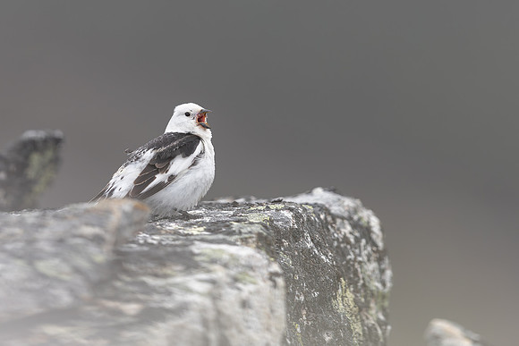 Snow Bunting, Mount Ailikas, Finland, June 2025