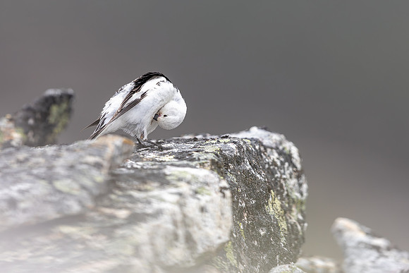 Snow Bunting, Mount Ailikas, Finland, June 2025