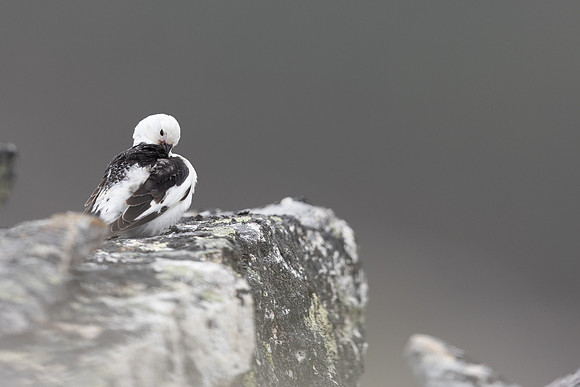 Snow Bunting, Mount Ailikas, Finland, June 2025
