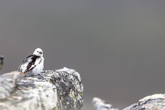 Snow Bunting, Mount Ailikas, Finland, June 2025
