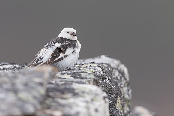 Snow Bunting, Mount Ailikas, Finland, June 2025