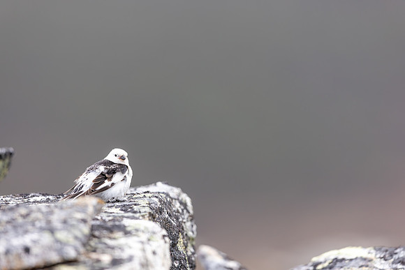 Snow Bunting, Mount Ailikas, Finland, June 2025