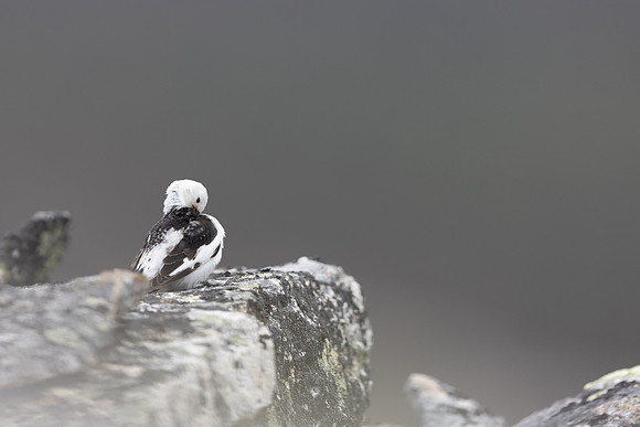 Snow Bunting, Mount Ailikas, Finland, June 2025