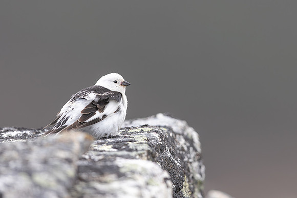 Snow Bunting, Mount Ailikas, Finland, June 2025