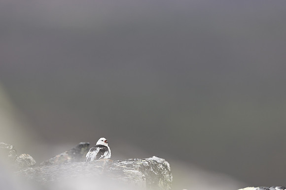 Snow Bunting, Mount Ailikas, Finland, June 2025