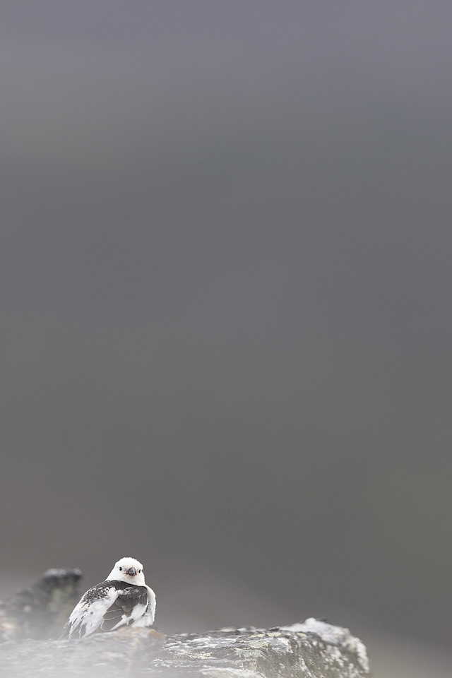 Snow Bunting, Mount Ailikas, Finland, June 2025