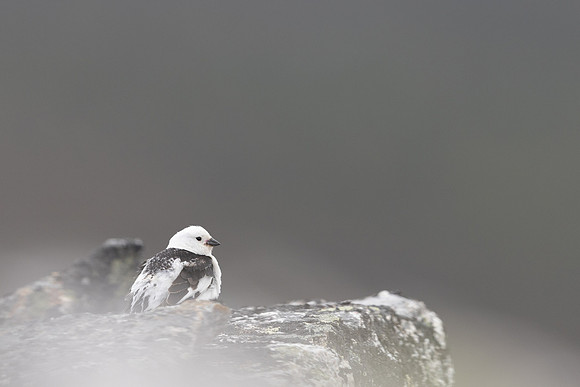 Snow Bunting, Mount Ailikas, Finland, June 2025