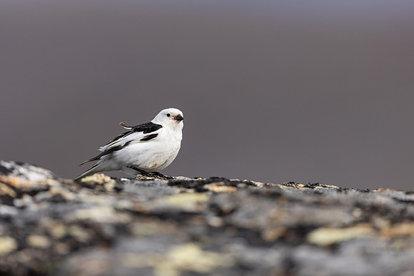 Snow Bunting, Mount Ailikas, Finland, June 2025