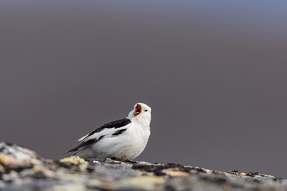 Snow Bunting, Mount Ailikas, Finland, June 2025
