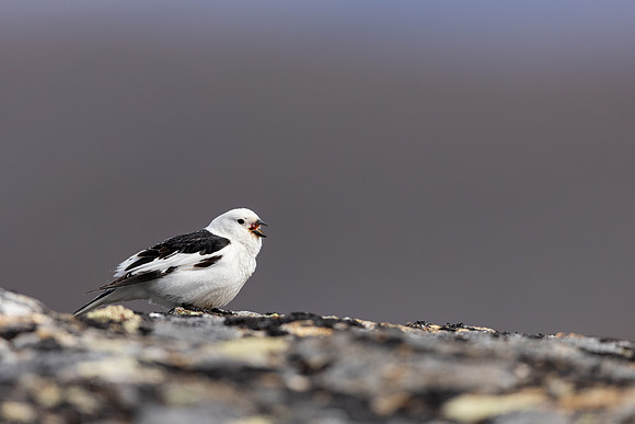 Snow Bunting, Mount Ailikas, Finland, June 2025