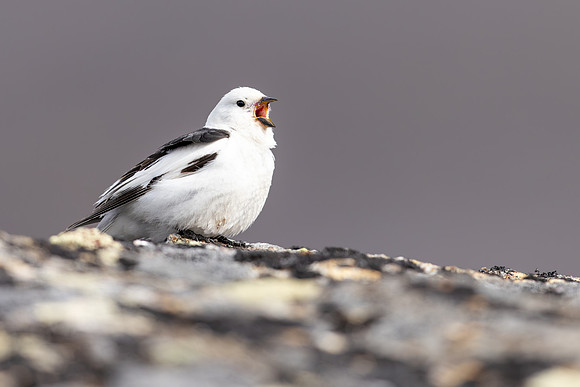 Snow Bunting, Mount Ailikas, Finland, June 2025