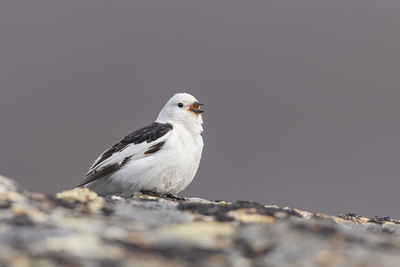 Snow Bunting, Mount Ailikas, Finland, June 2025