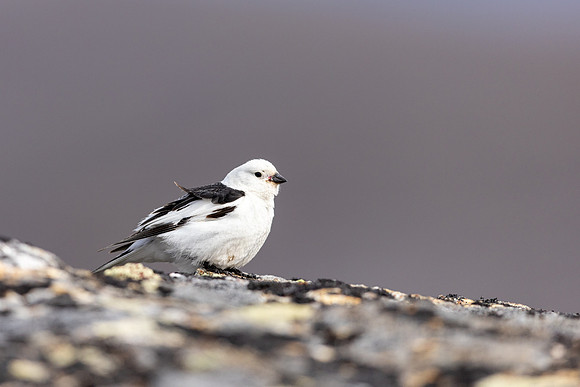 Snow Bunting, Mount Ailikas, Finland, June 2025