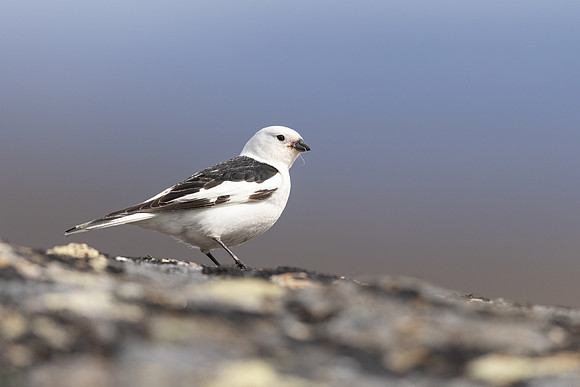 Snow Bunting, Mount Ailikas, Finland, June 2025