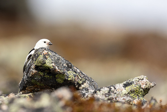 Snow Bunting, Mount Ailikas, Finland, June 2025