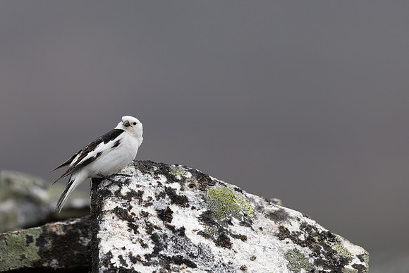 Snow Bunting, Mount Ailikas, Finland, June 2025