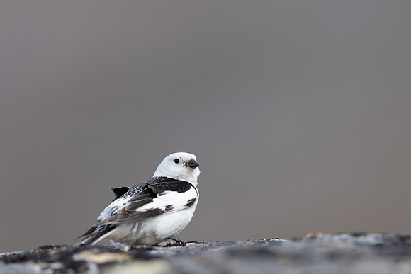 Snow Bunting, Mount Ailikas, Finland, June 2025