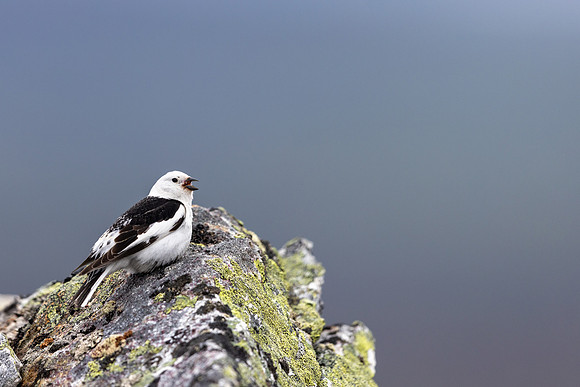 Snow Bunting, Mount Ailikas, Finland, June 2025