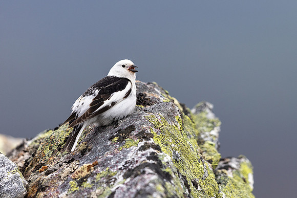 Snow Bunting, Mount Ailikas, Finland, June 2025
