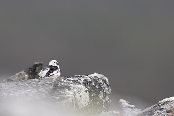 Snow Bunting, Mount Ailikas, Finland, June 2025