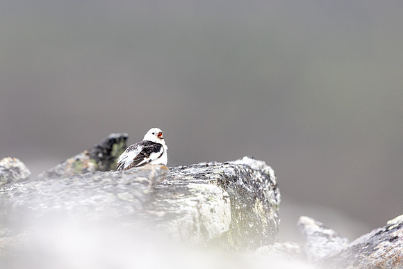 Snow Bunting, Mount Ailikas, Finland, June 2025