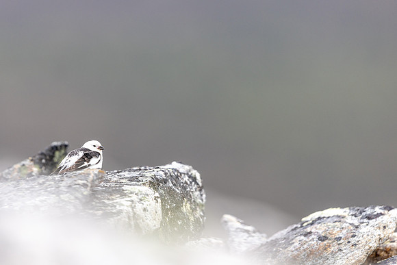 Snow Bunting, Mount Ailikas, Finland, June 2025
