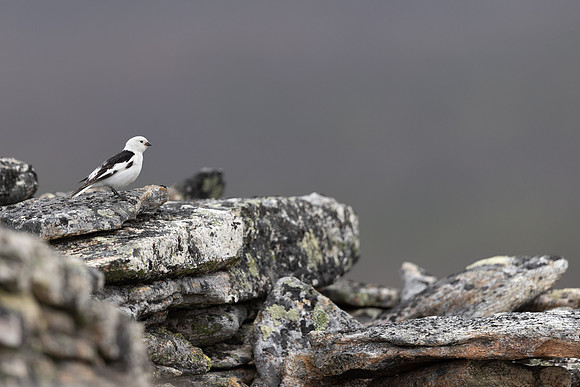 Snow Bunting, Mount Ailikas, Finland, June 2025