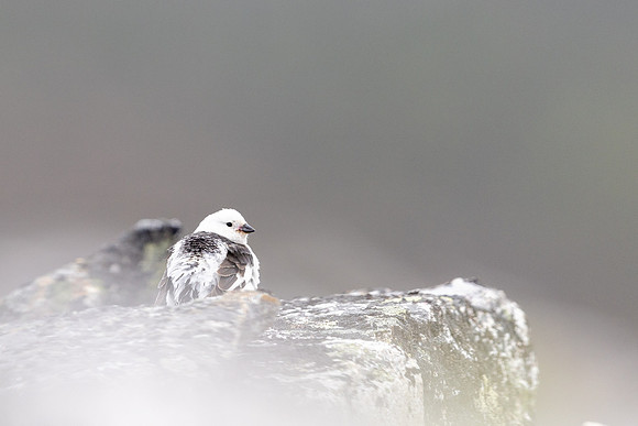 Snow Bunting, Mount Ailikas, Finland, June 2025