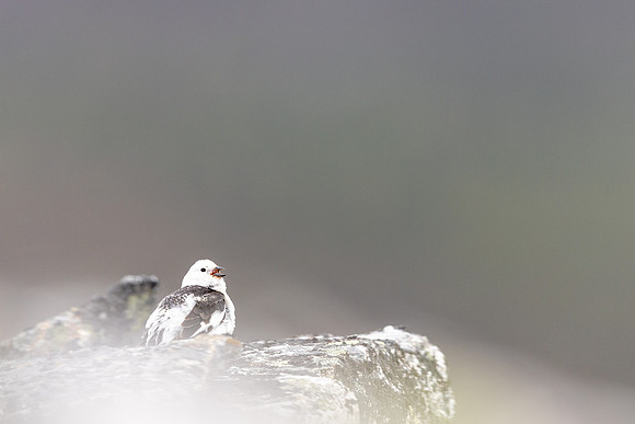 Snow Bunting, Mount Ailikas, Finland, June 2025