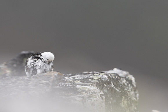 Snow Bunting, Mount Ailikas, Finland, June 2025