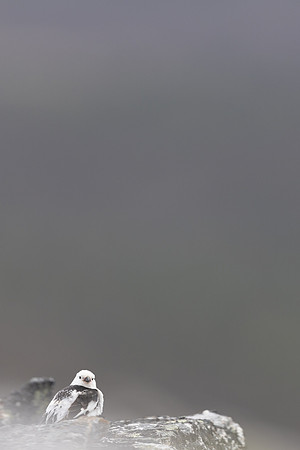 Snow Bunting, Mount Ailikas, Finland, June 2025