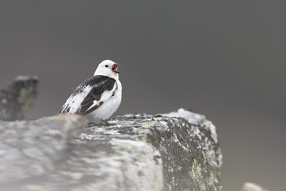 Snow Bunting, Mount Ailikas, Finland, June 2025
