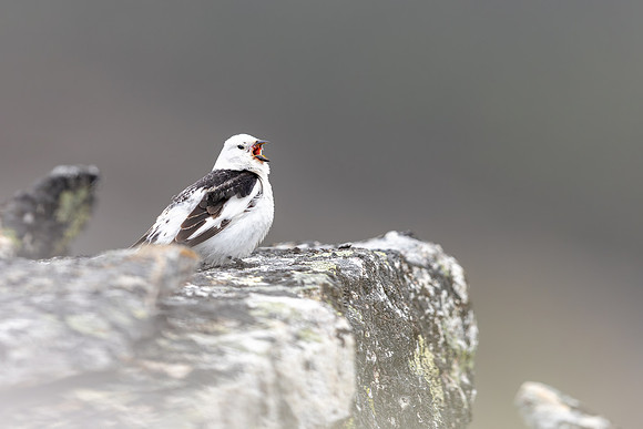 Snow Bunting, Mount Ailikas, Finland, June 2025