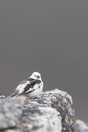 Snow Bunting, Mount Ailikas, Finland, June 2025