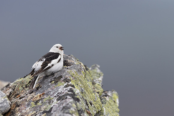 Snow Bunting, Mount Ailikas, Finland, June 2025