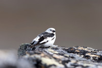 Snow Bunting, Mount Ailikas, Finland, June 2025