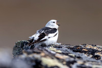 Snow Bunting, Mount Ailikas, Finland, June 2025