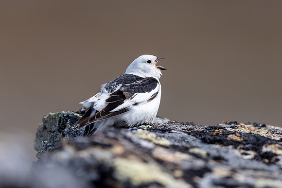 Snow Bunting, Mount Ailikas, Finland, June 2025