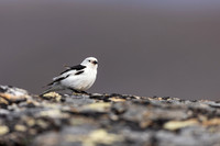 Snow Bunting, Mount Ailikas, Finland, June 2025
